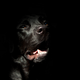 Illustration for article titled Shooting Challenge Pets Gallery 5